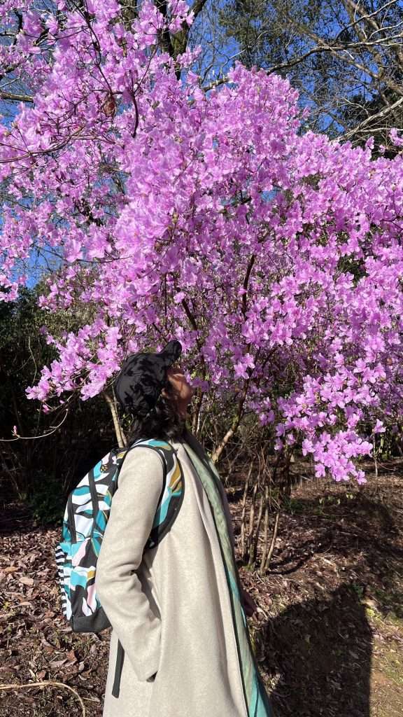 Japan Cherry Blossoms in Kyoto with khyati maloo