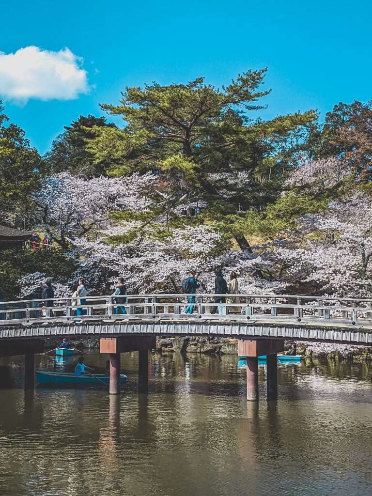 Nara park in Japan for cherry blossom