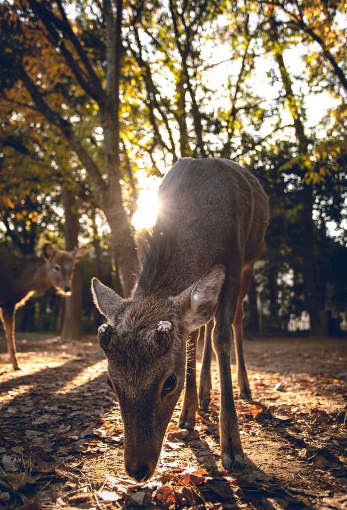 Nara travel guide, Nara Travel Guide: Top Things to Do, How to Reach and Cost of Travel