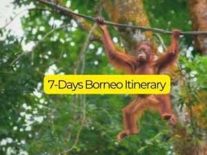 Borneo 7-Day Itinerary
