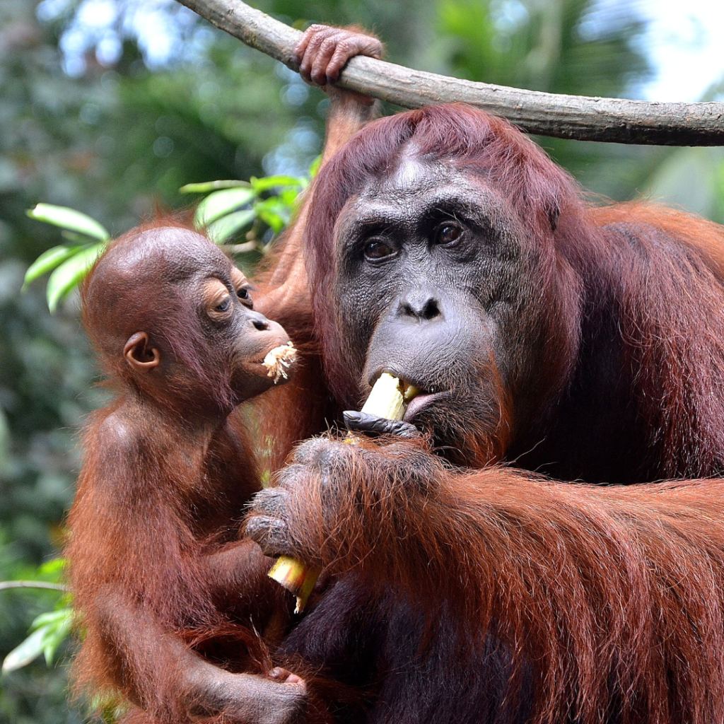 borneo trip from dublin