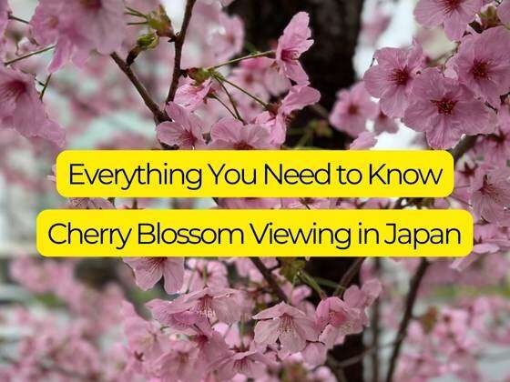 Cherry Blossom Viewing Japan Feature