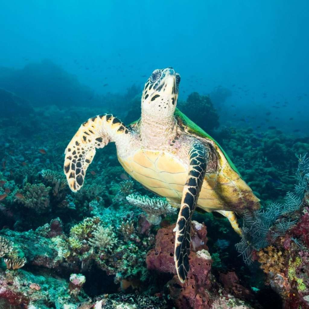 Guide to Komodo National Park, Guide to Komodo National Park