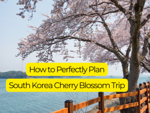 Where to See Cherry Blossom in South Korea in 2025