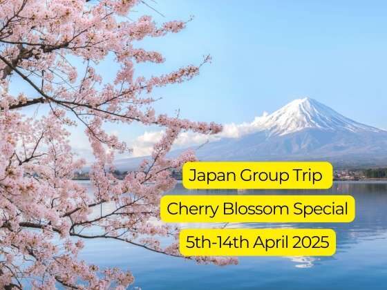 Japan group trip cherry blossom